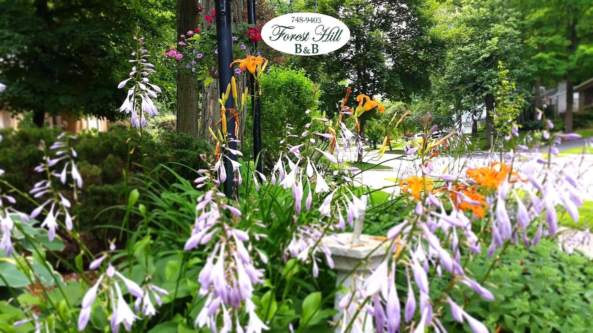 Forest Hill Bed And Breakfast Kitchener Esterno foto
